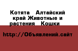 Котята - Алтайский край Животные и растения » Кошки   